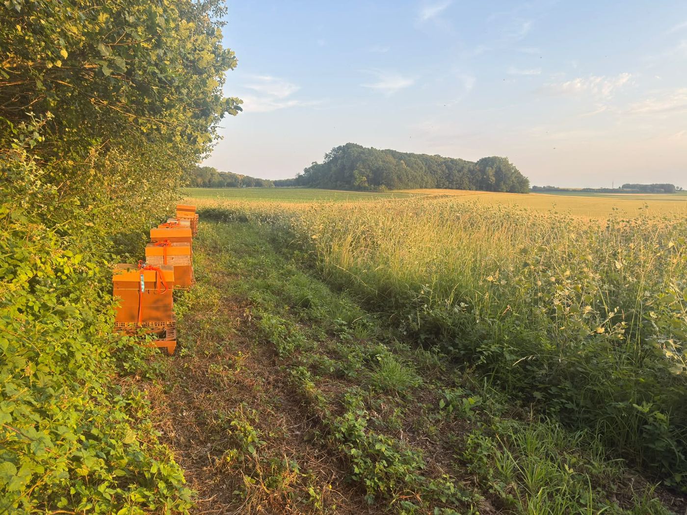 Les ruches au bord d’un champ.