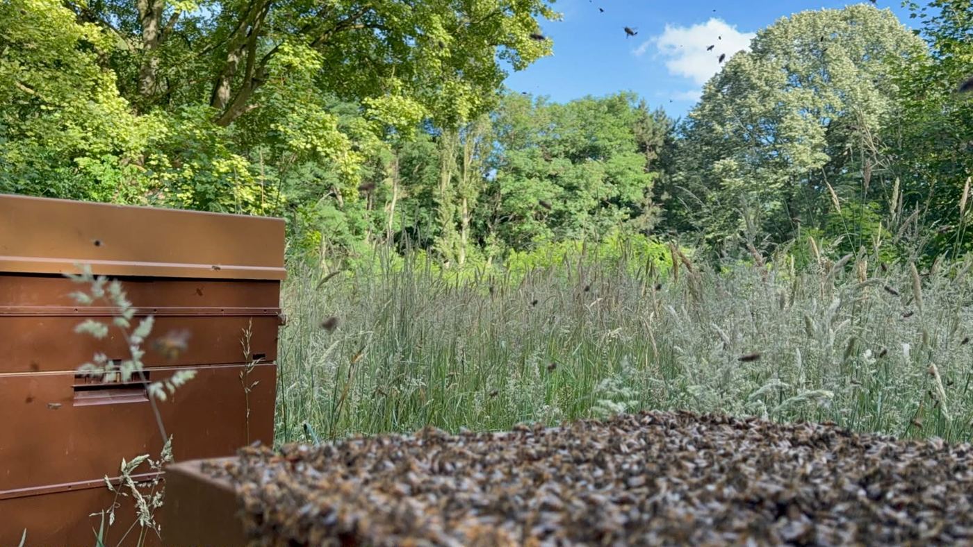 Les abeilles près des ruches.