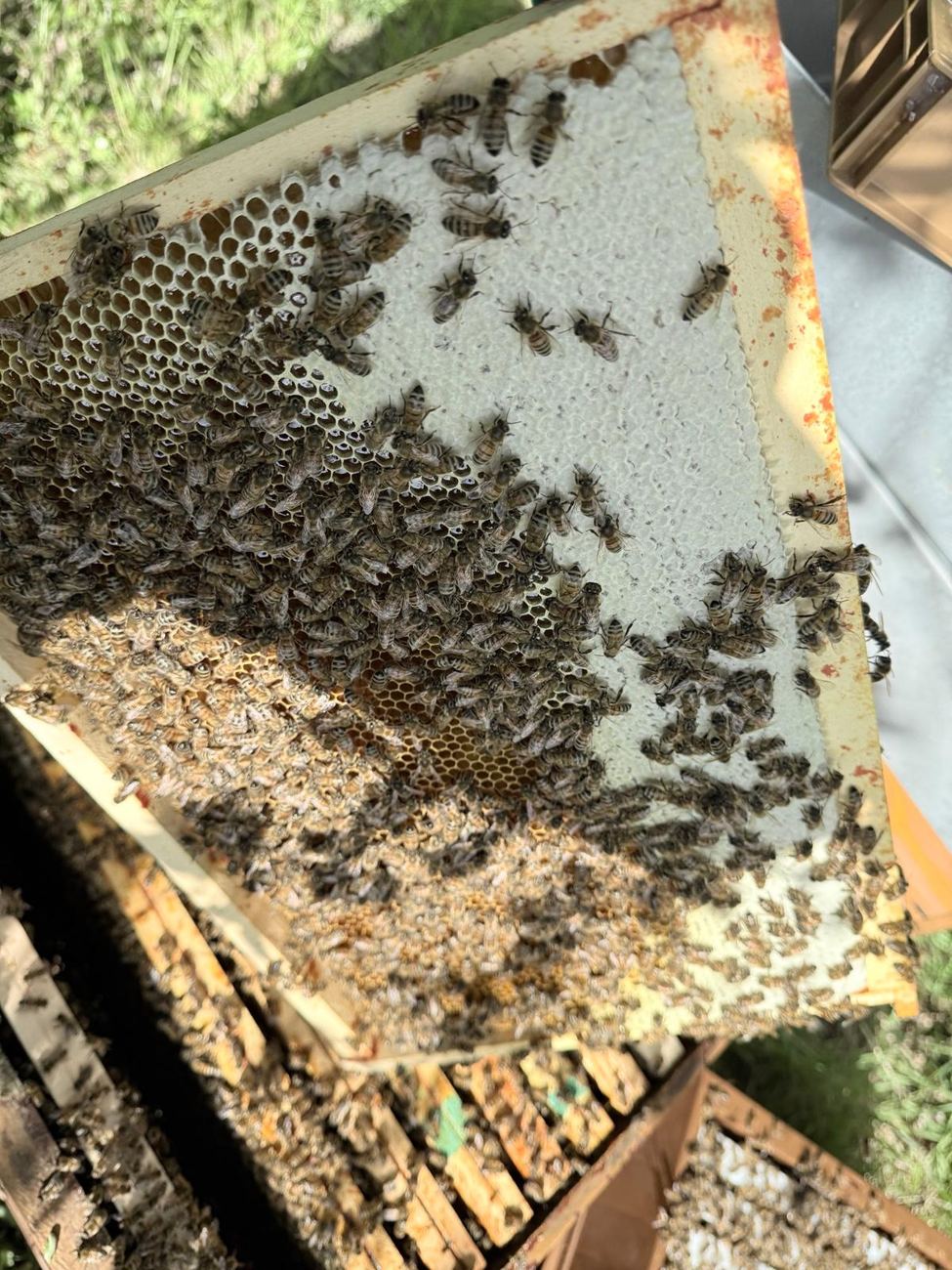 Cadre de miel avec ses alvéoles et ses abeilles